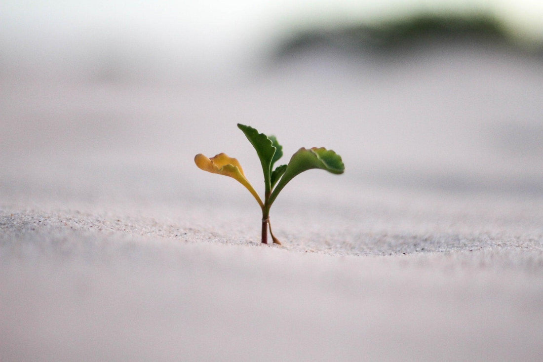 Four of the Best Mindsets to Cultivate For Success and Happiness - Wear High Vibe