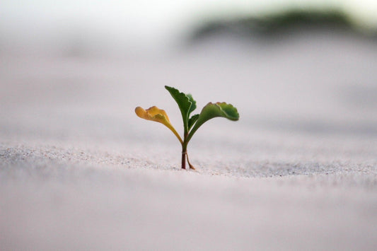 Four of the Best Mindsets to Cultivate For Success and Happiness - Wear High Vibe